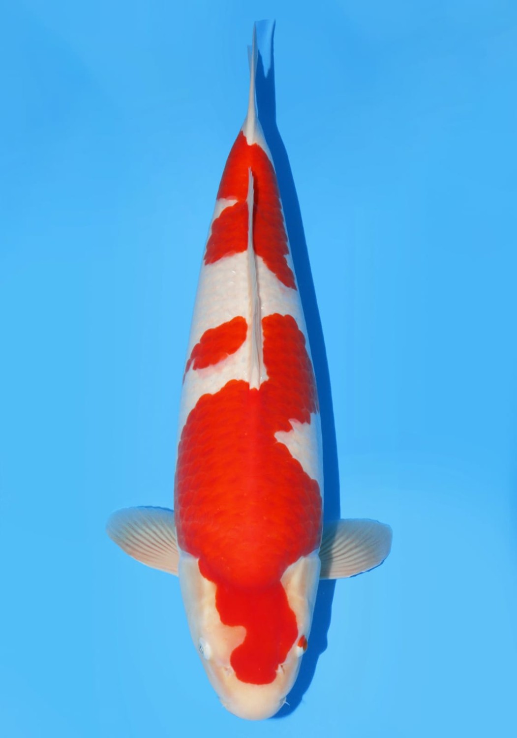 Juara 2