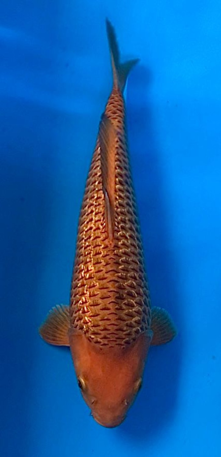 Juara 3
