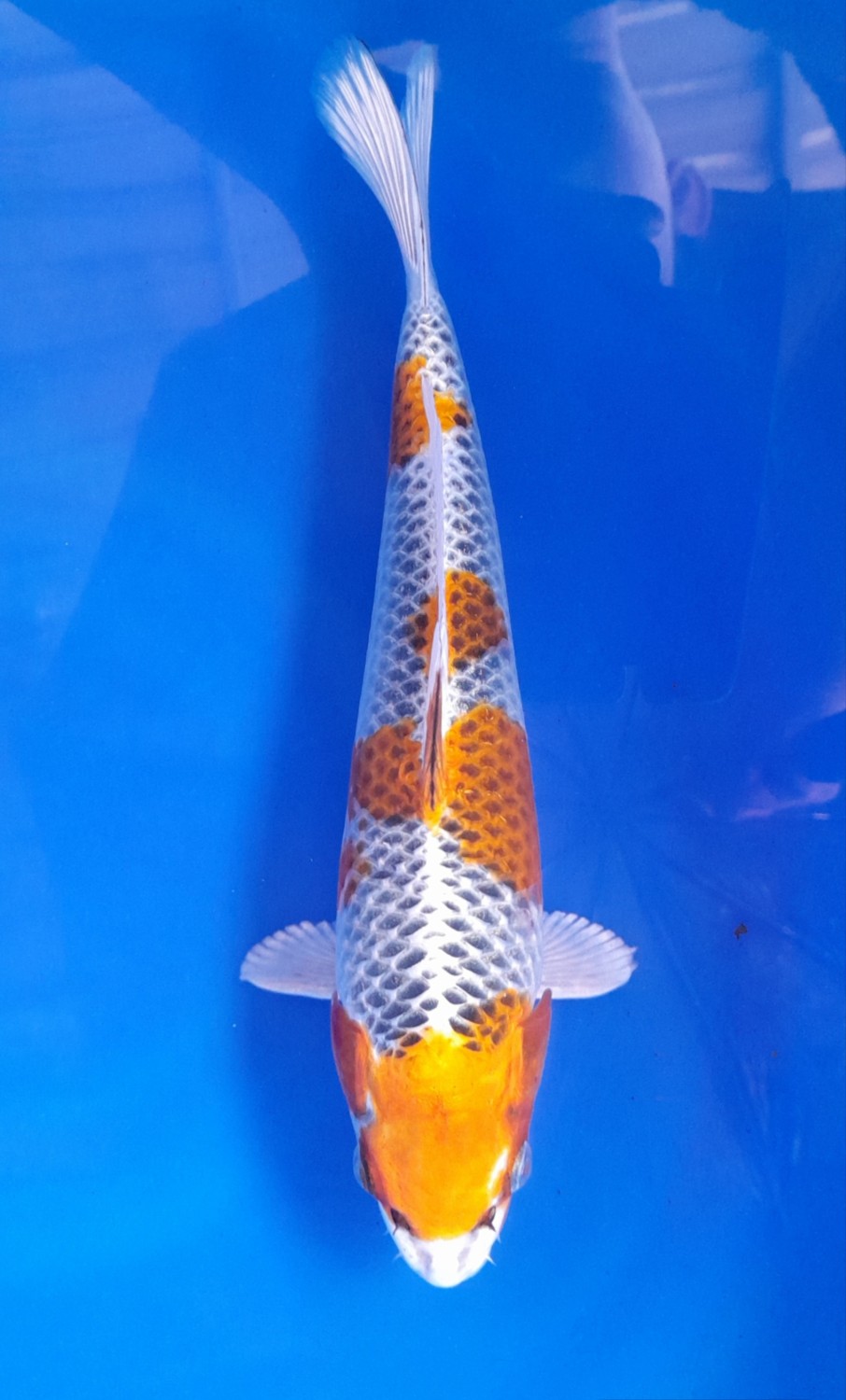 Juara 4
