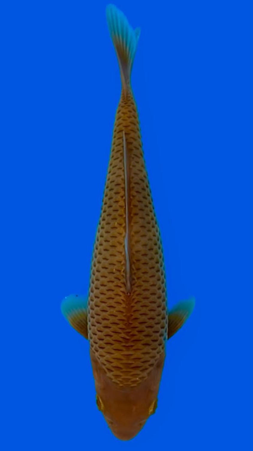 Juara 1