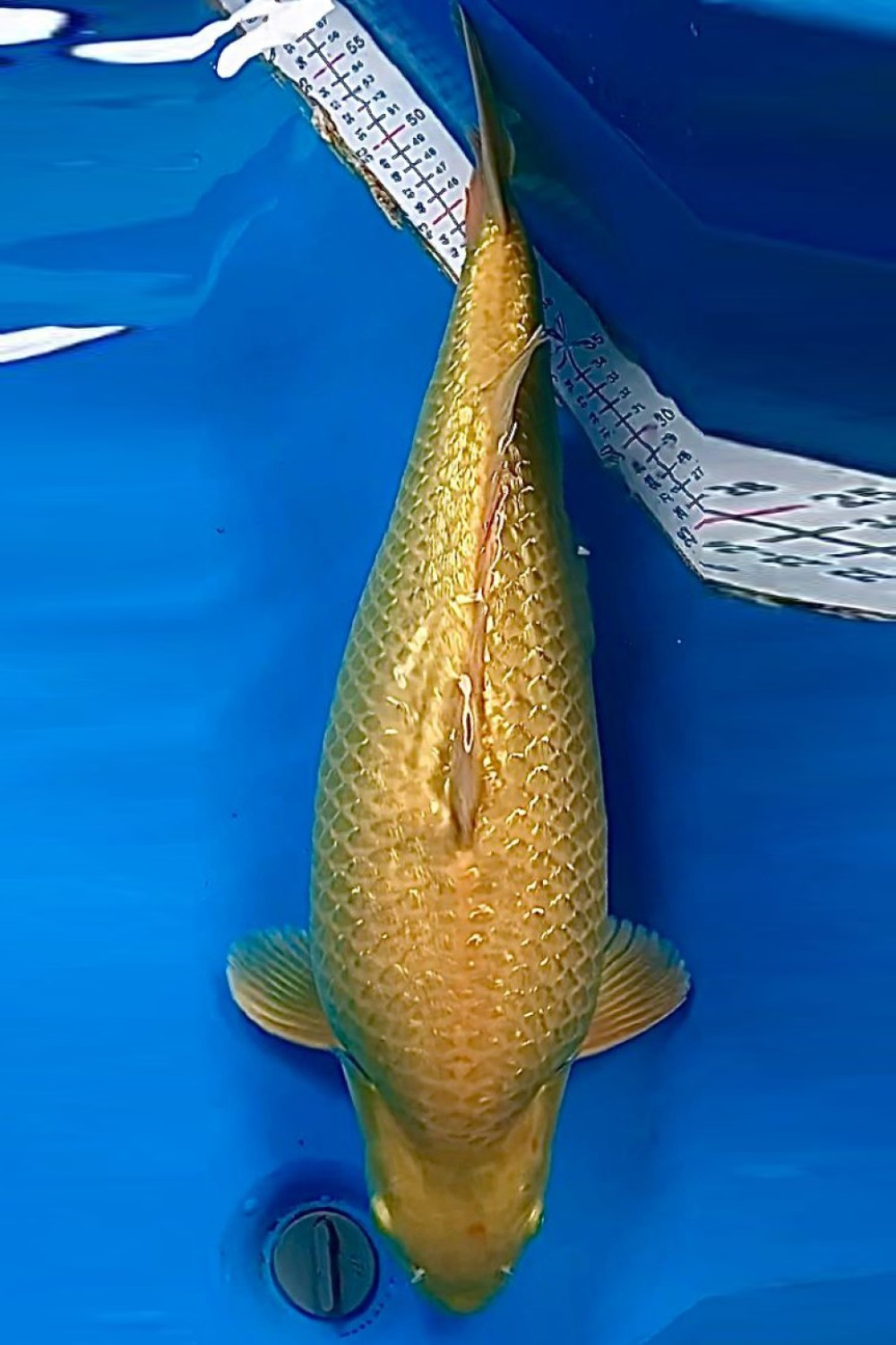 Juara 5