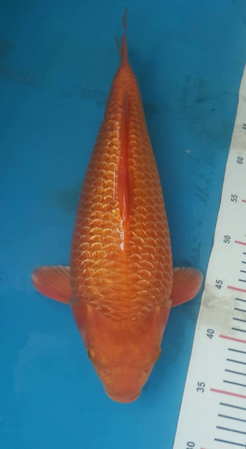 Juara 1