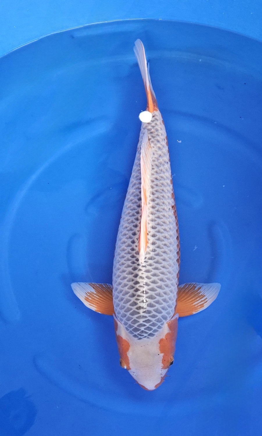 Juara 1