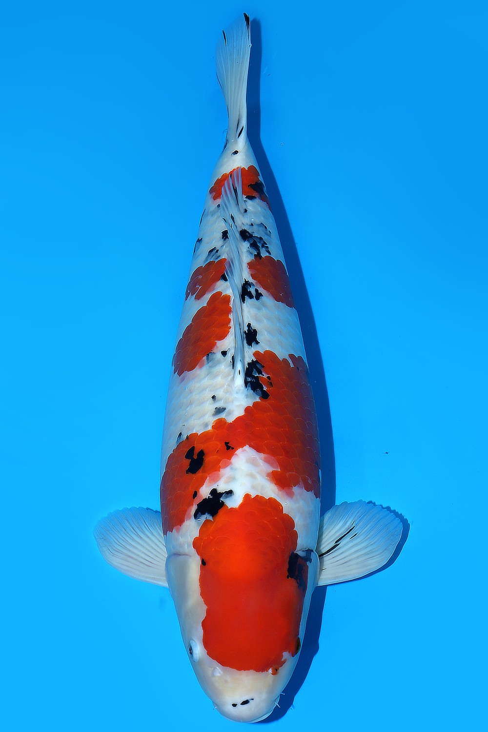 Juara 1