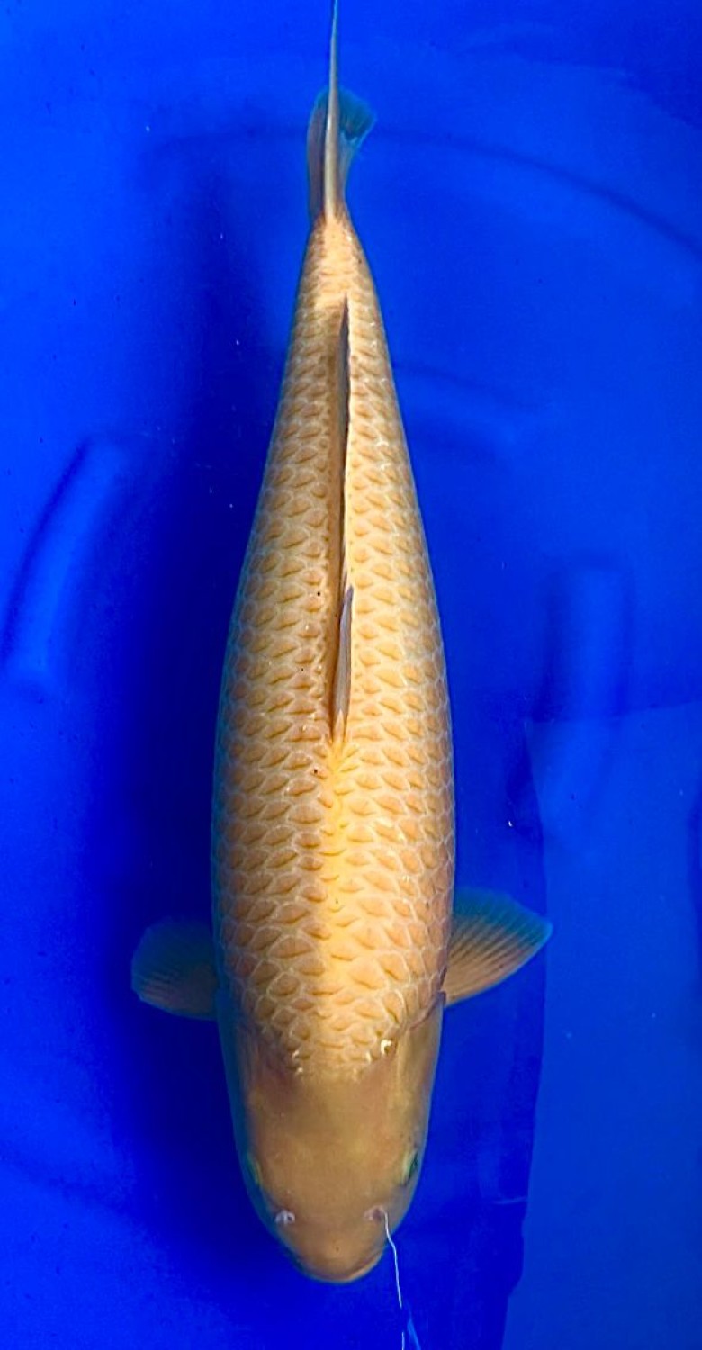 Juara 2