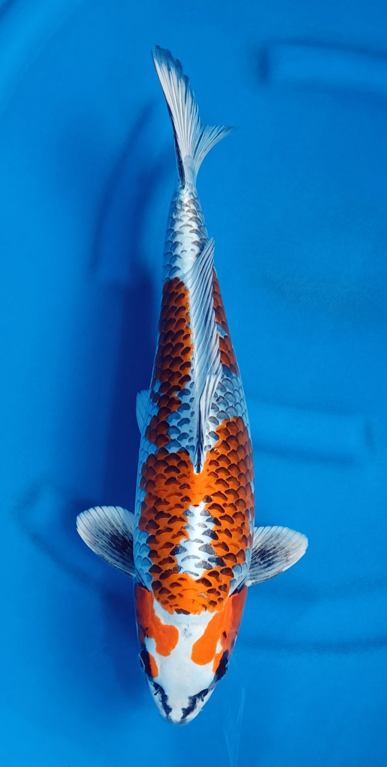 Juara 1