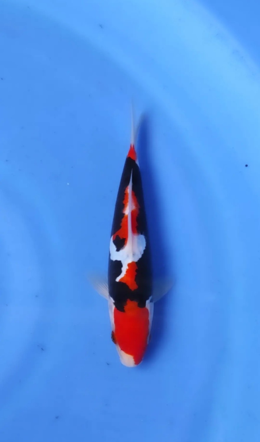 Juara 5