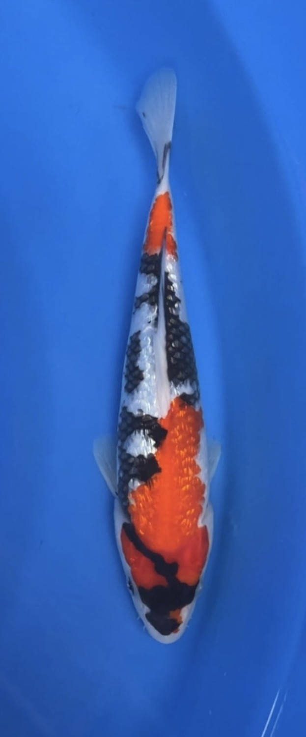Juara 3