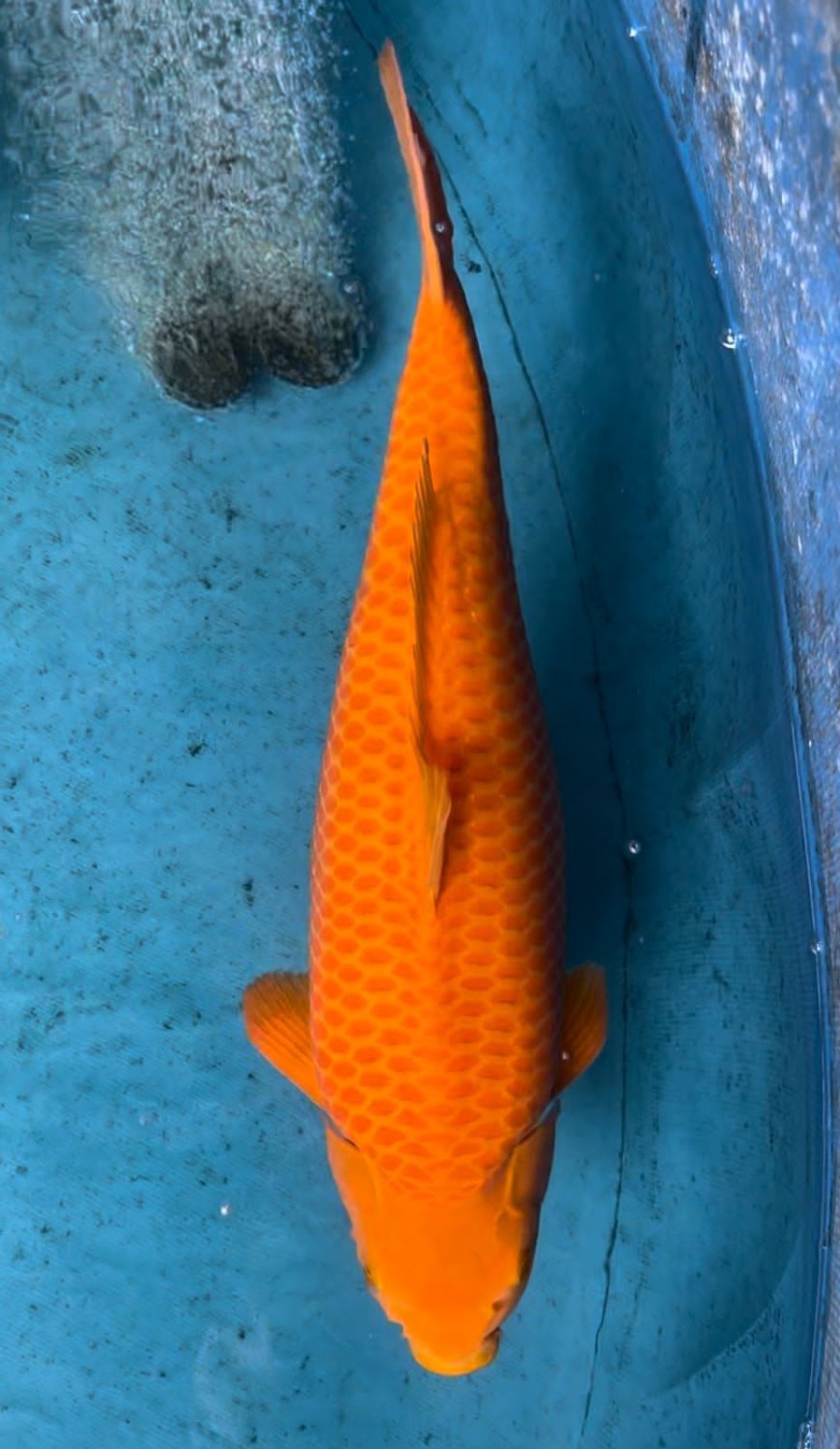 E. Kamboja Young Champion