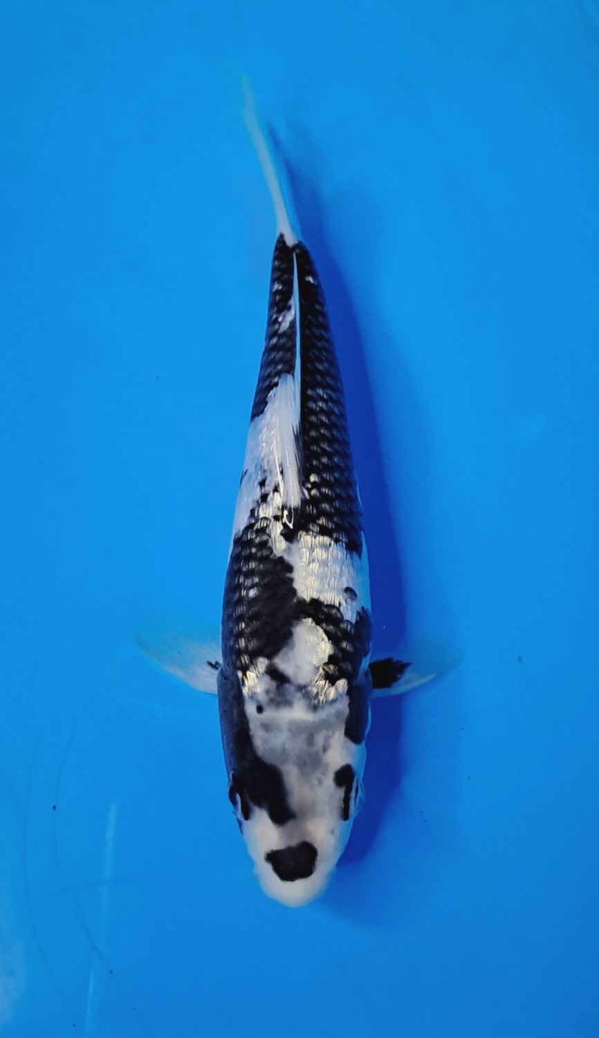 Juara 4
