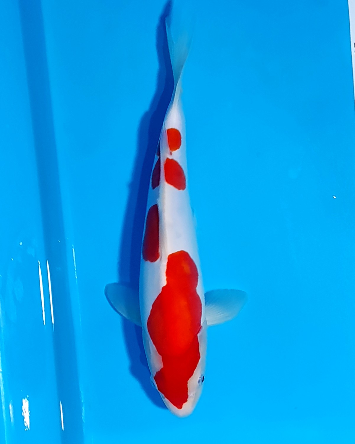 Juara 5