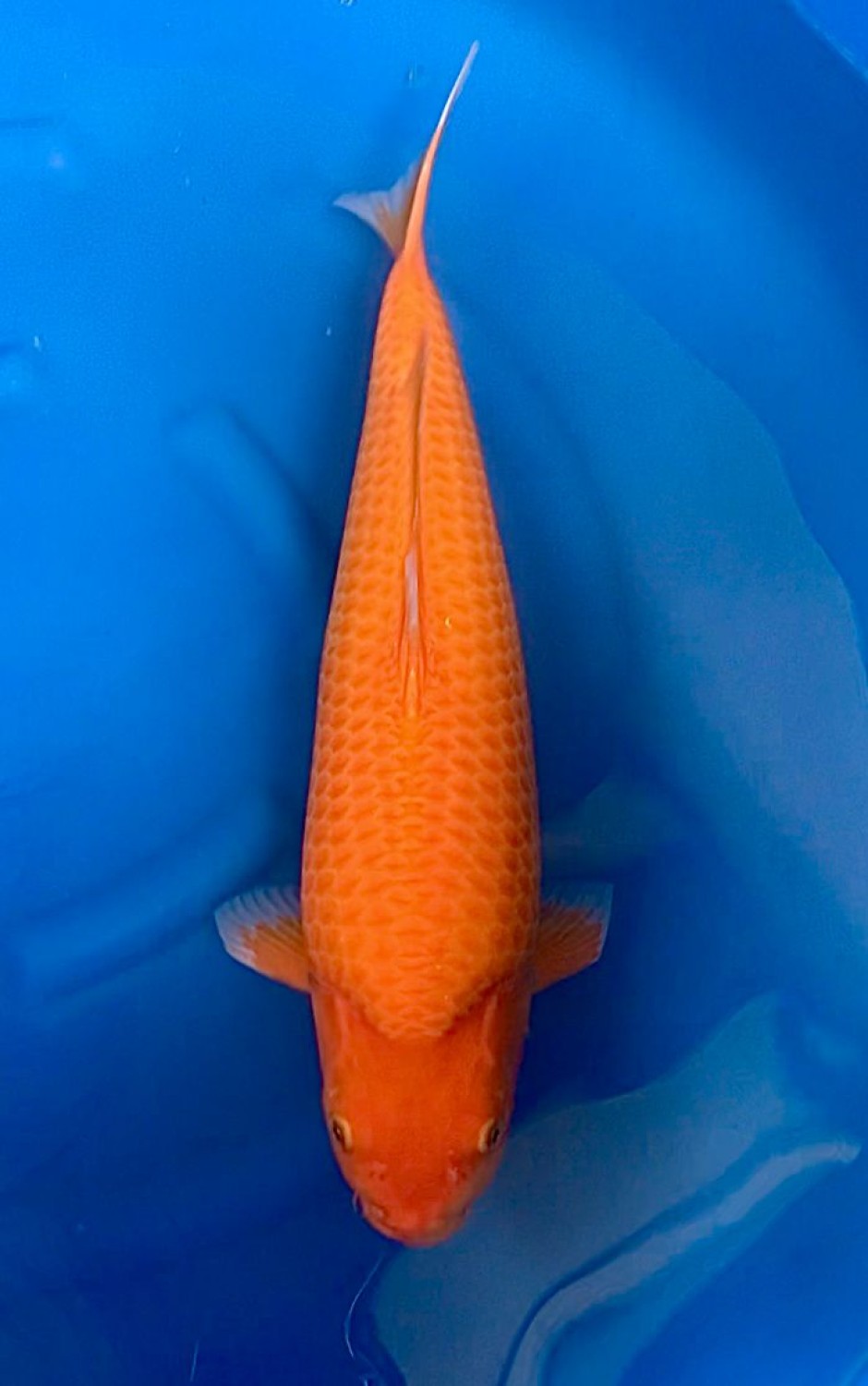 Juara 2