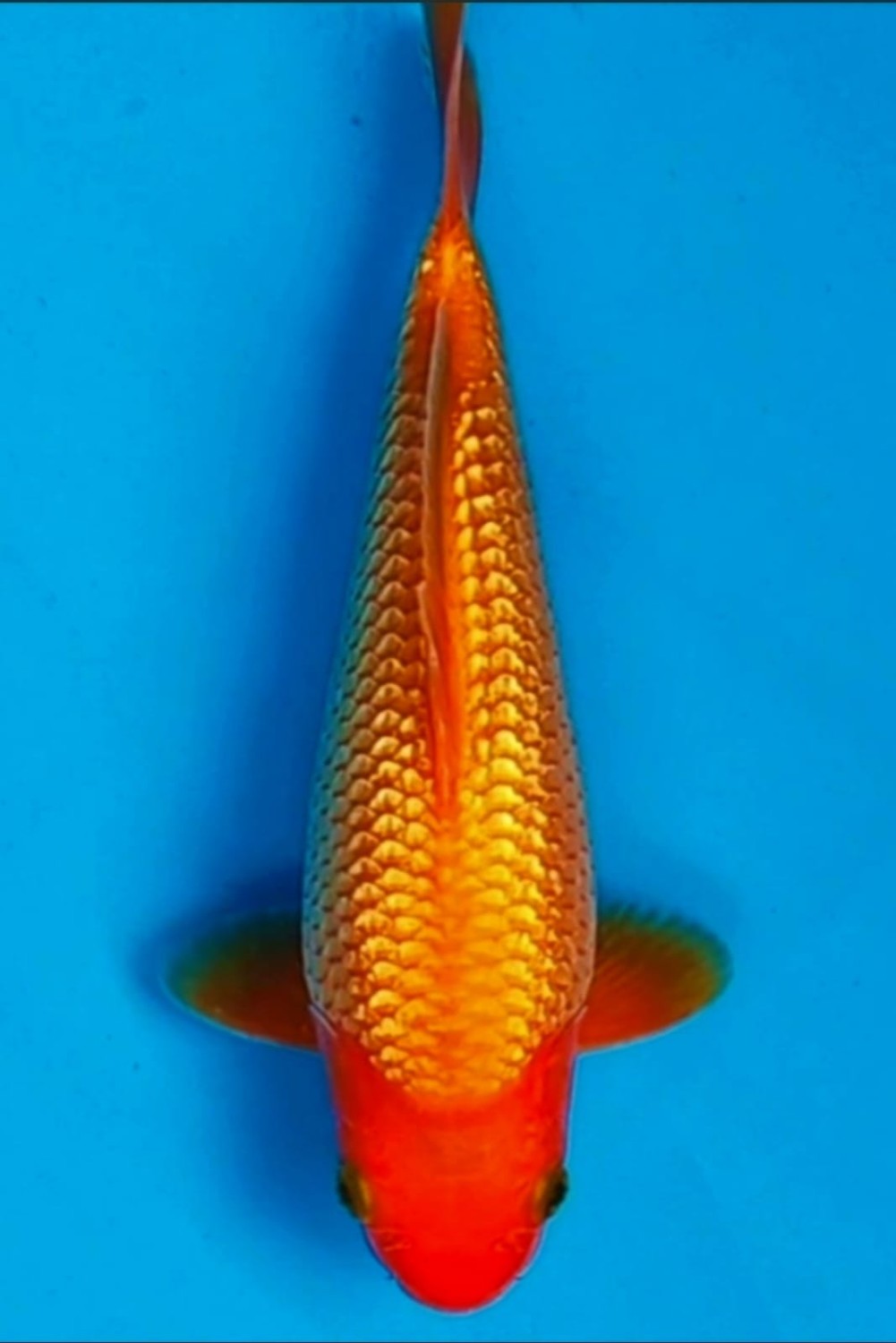 Juara 5