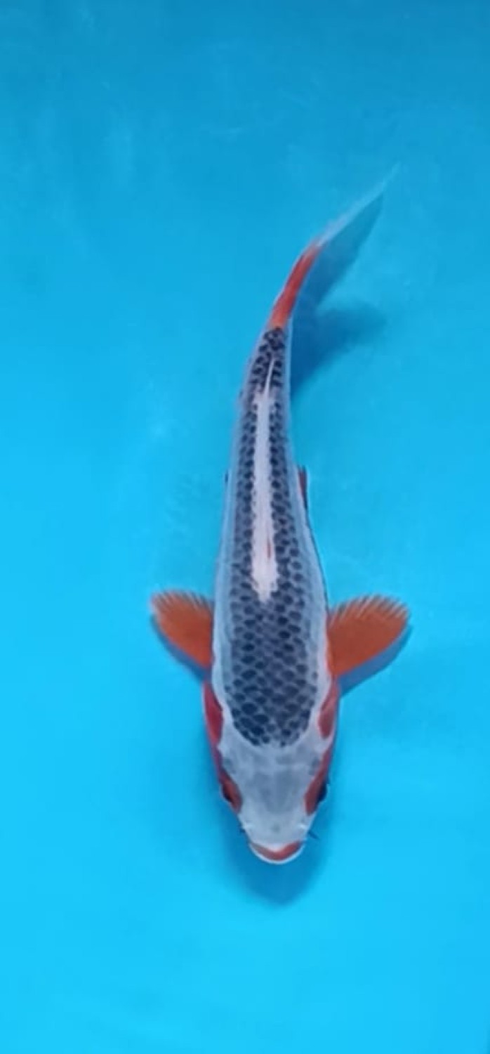 Juara 2