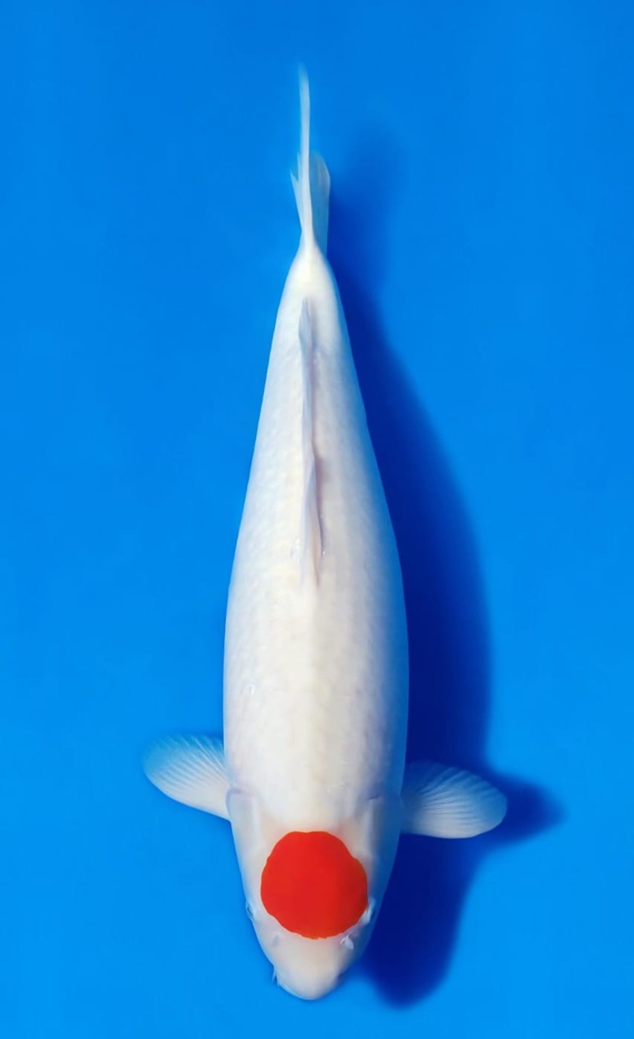 Juara 2