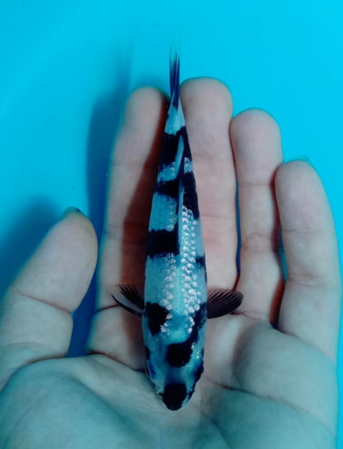 C. Anggrek Prize Up To 12 cm