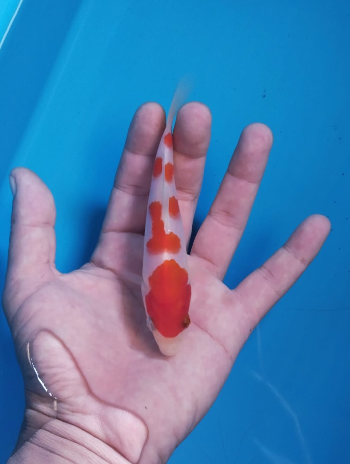 A. Best In Size Up To 12 cm