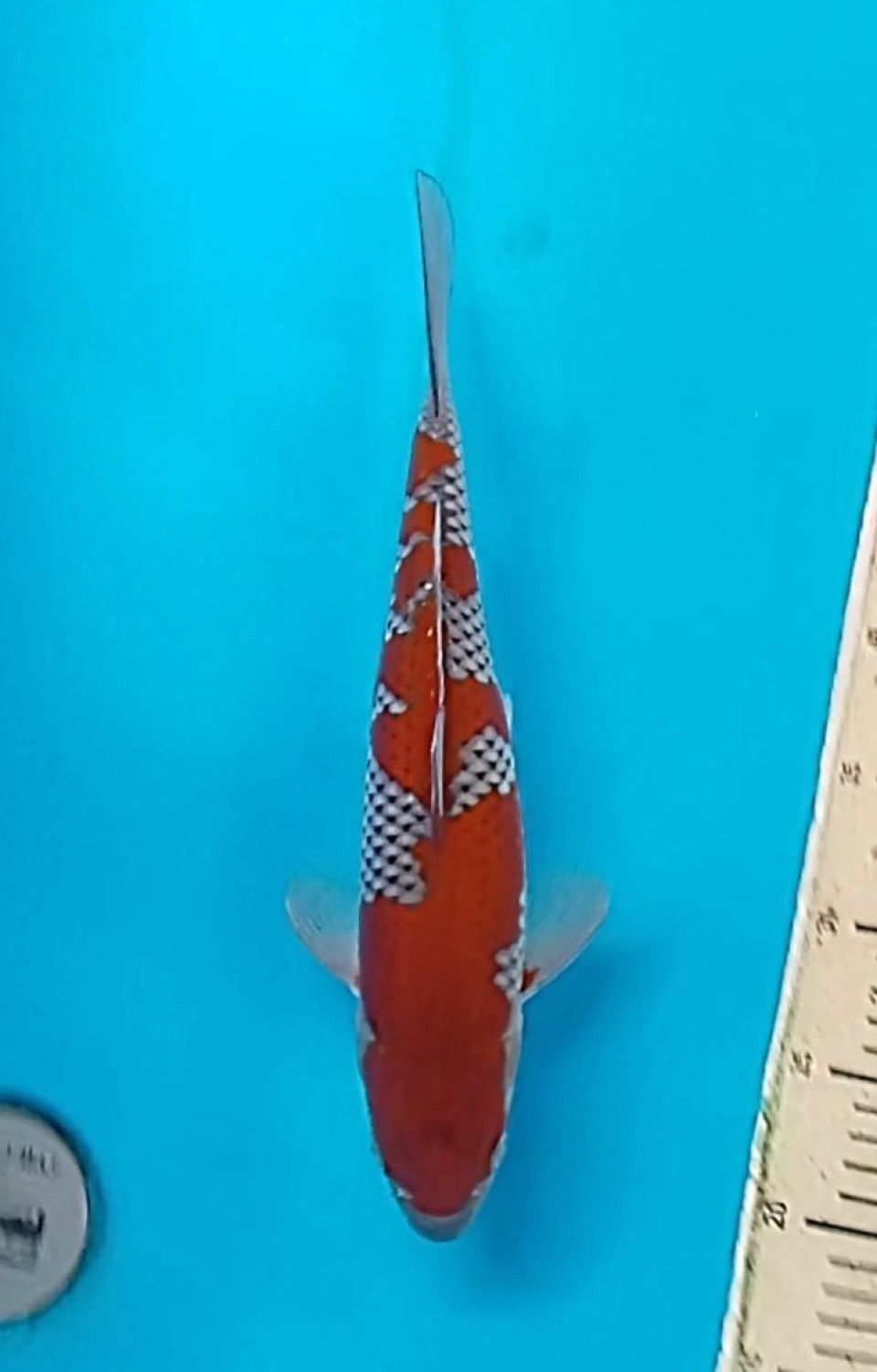 Juara 1
