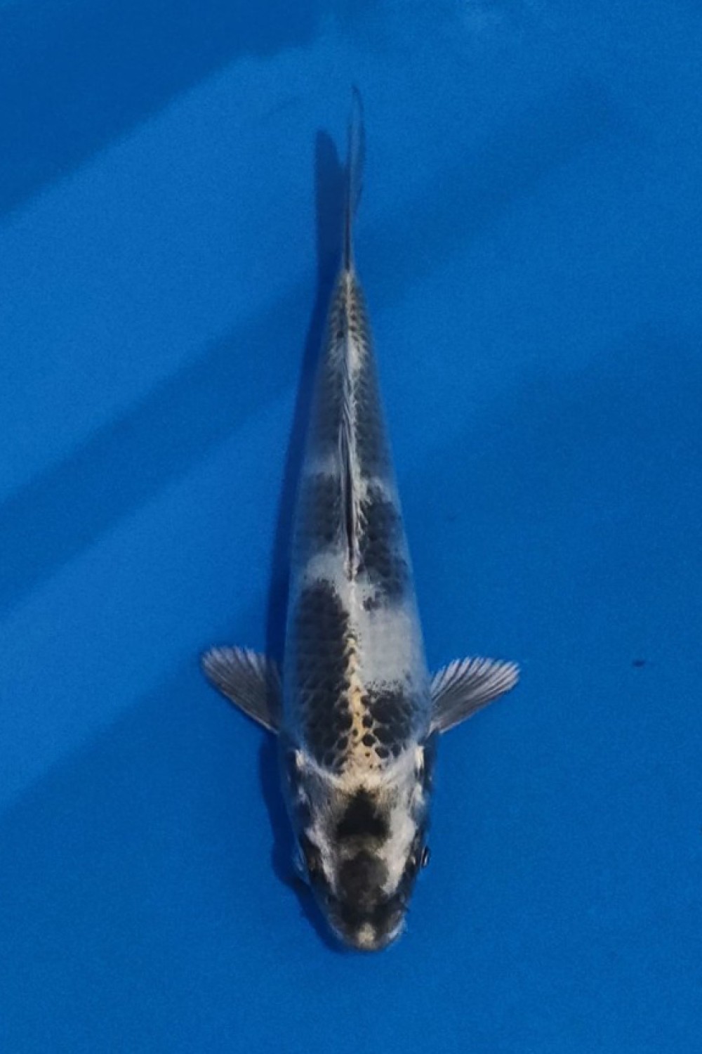 Juara 1