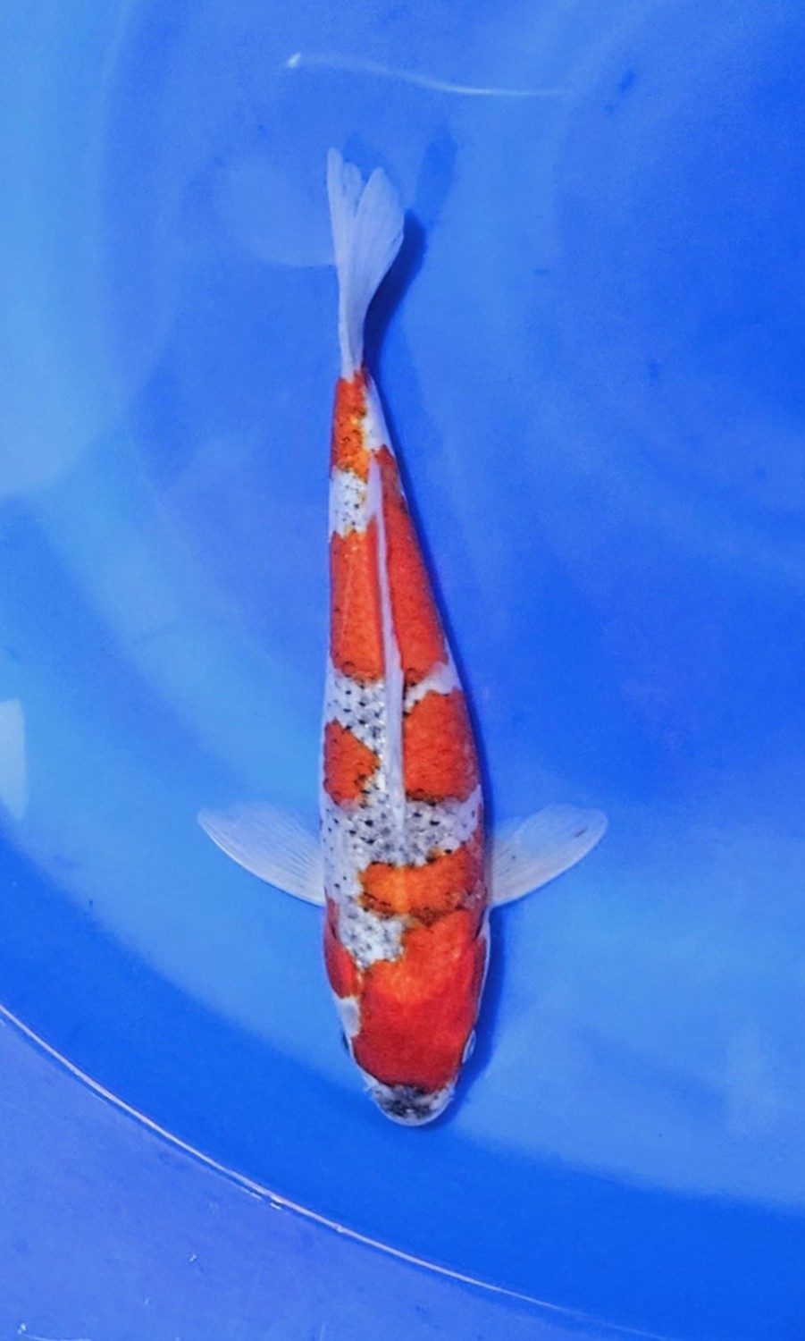 Juara 4