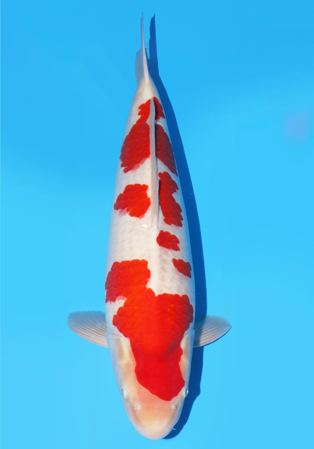 Juara 4