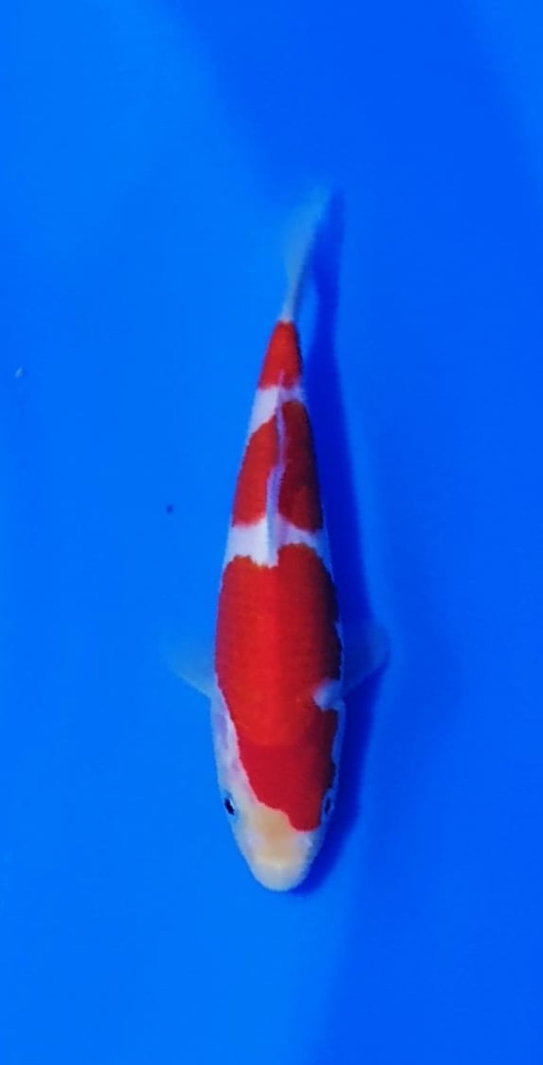Juara 1