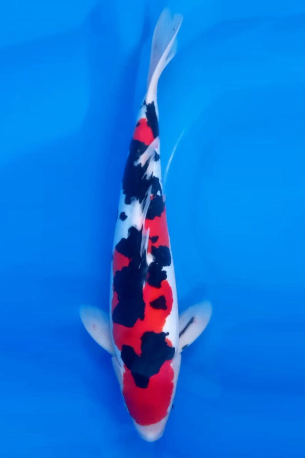 Juara 4