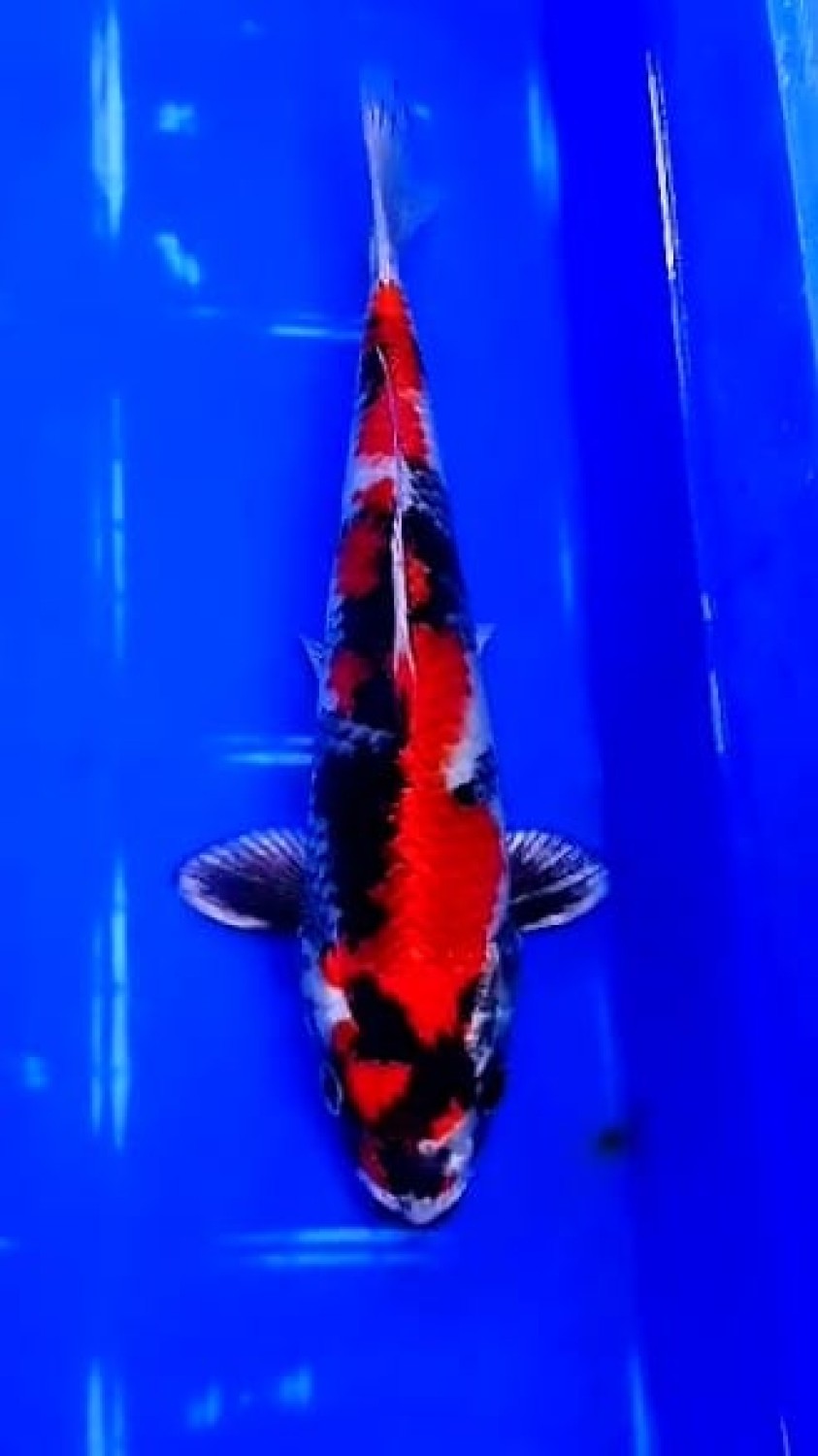 D. Cempaka Prize 26 - 30 cm