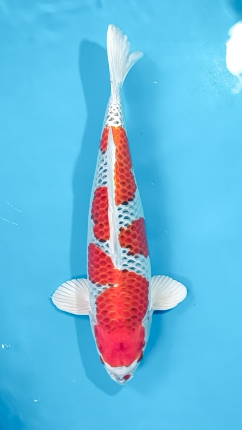 Juara 3