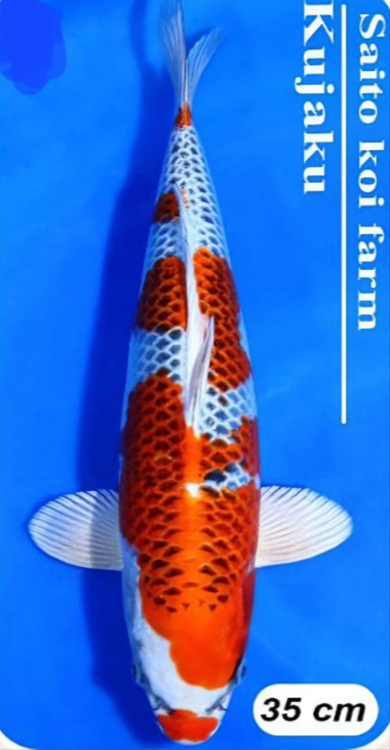 Juara 4