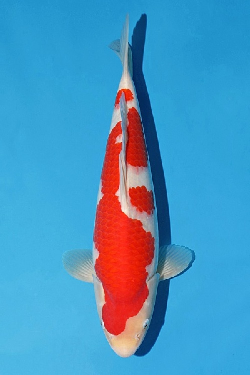 A. Best In Size 51 - 55 cm