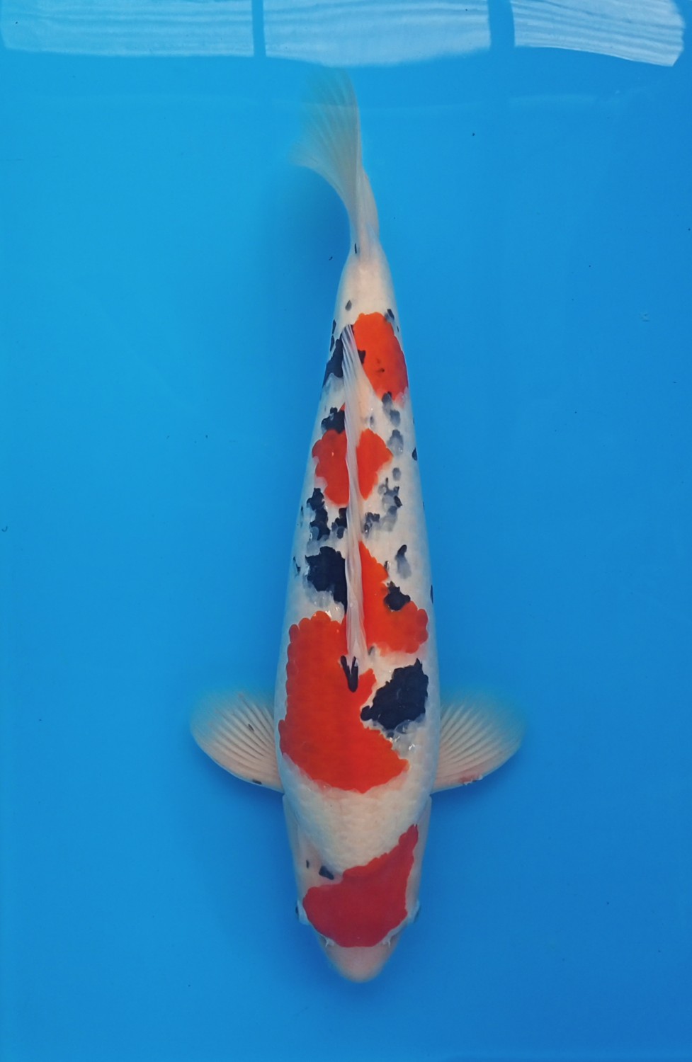 Juara 2