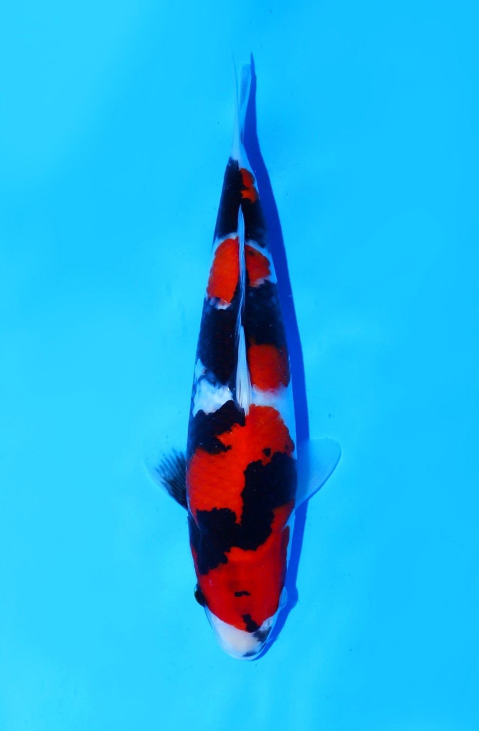 Juara 4