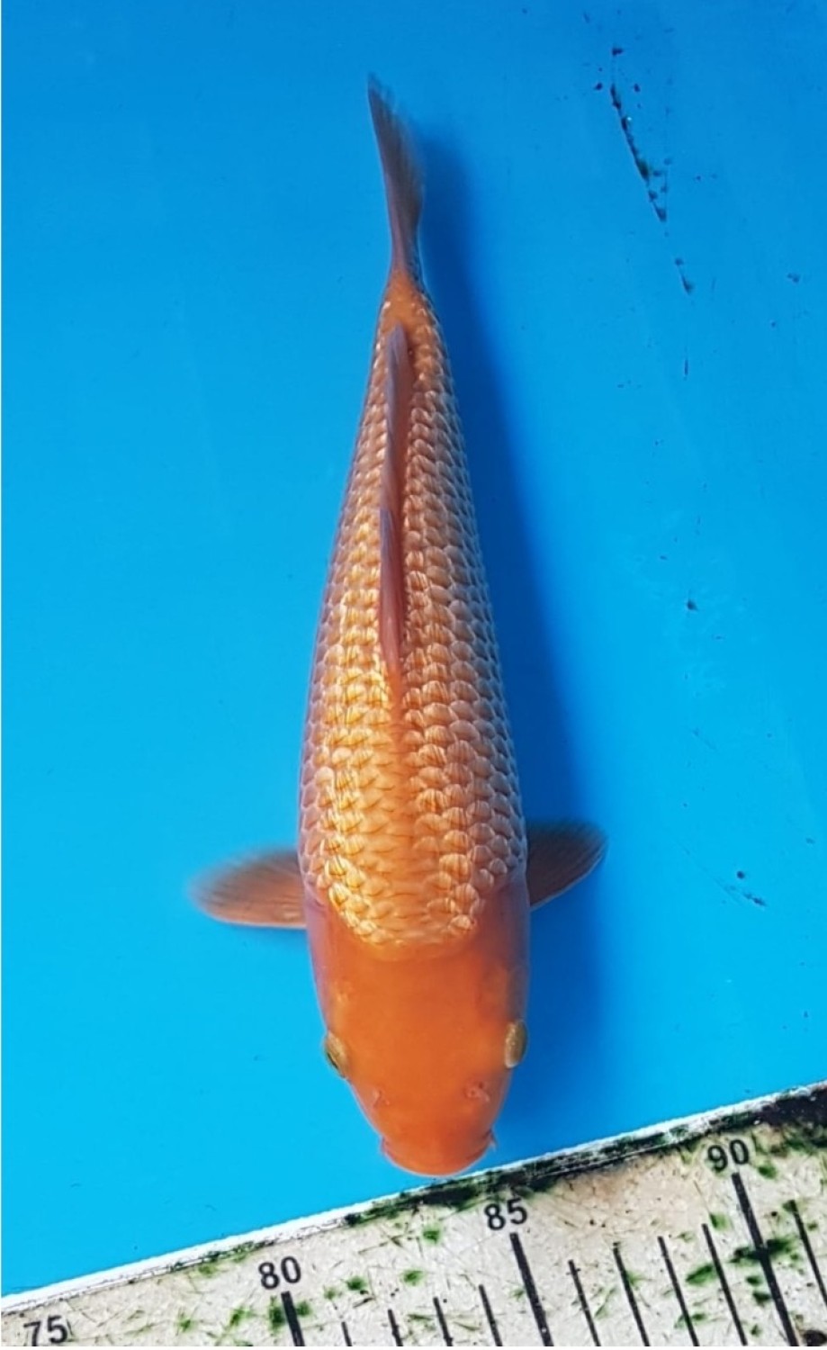 Juara 3