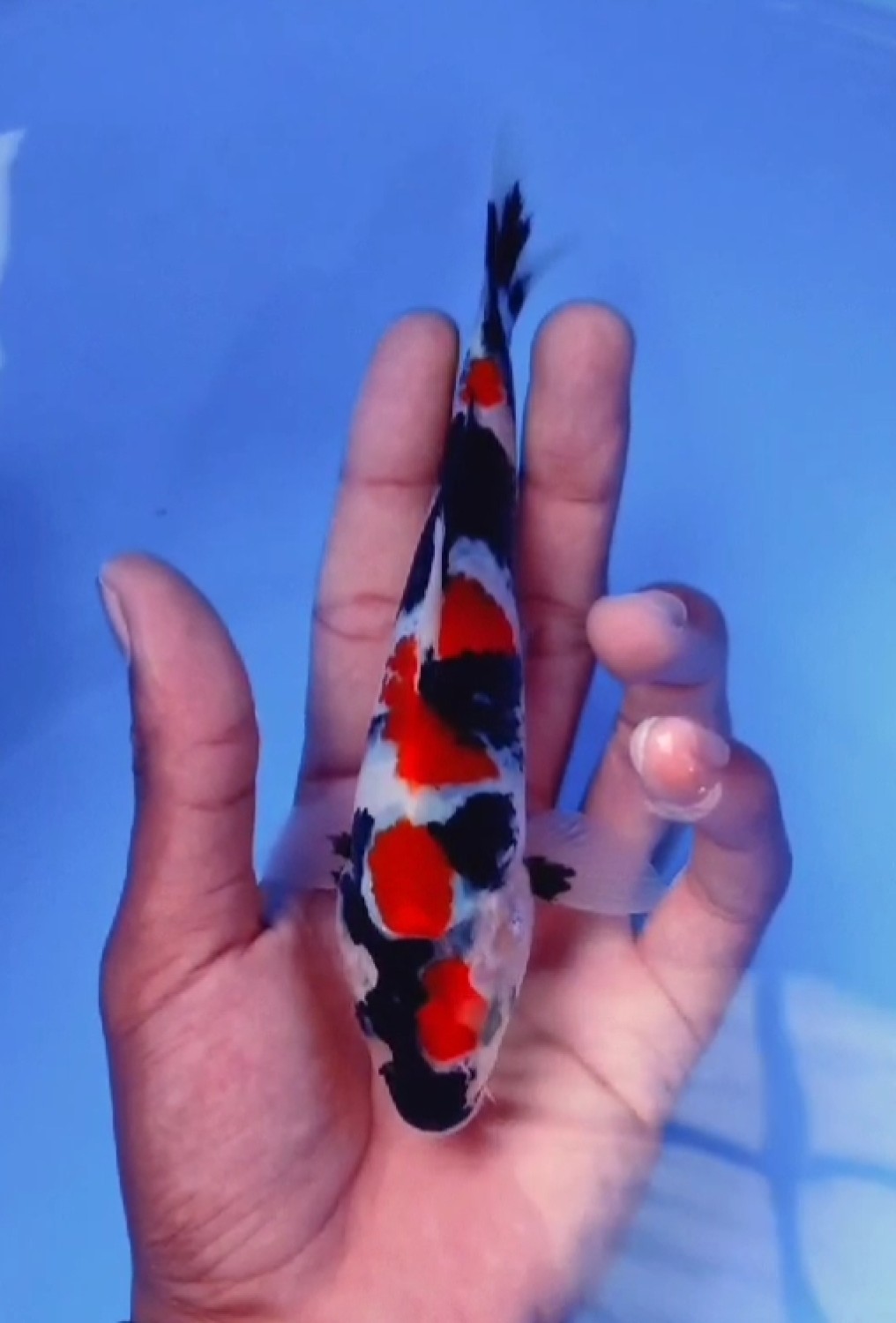 Juara 2