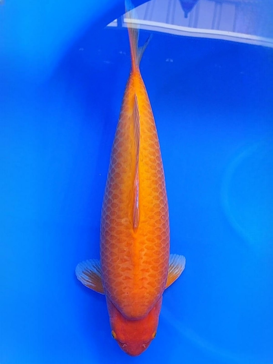 Juara 1