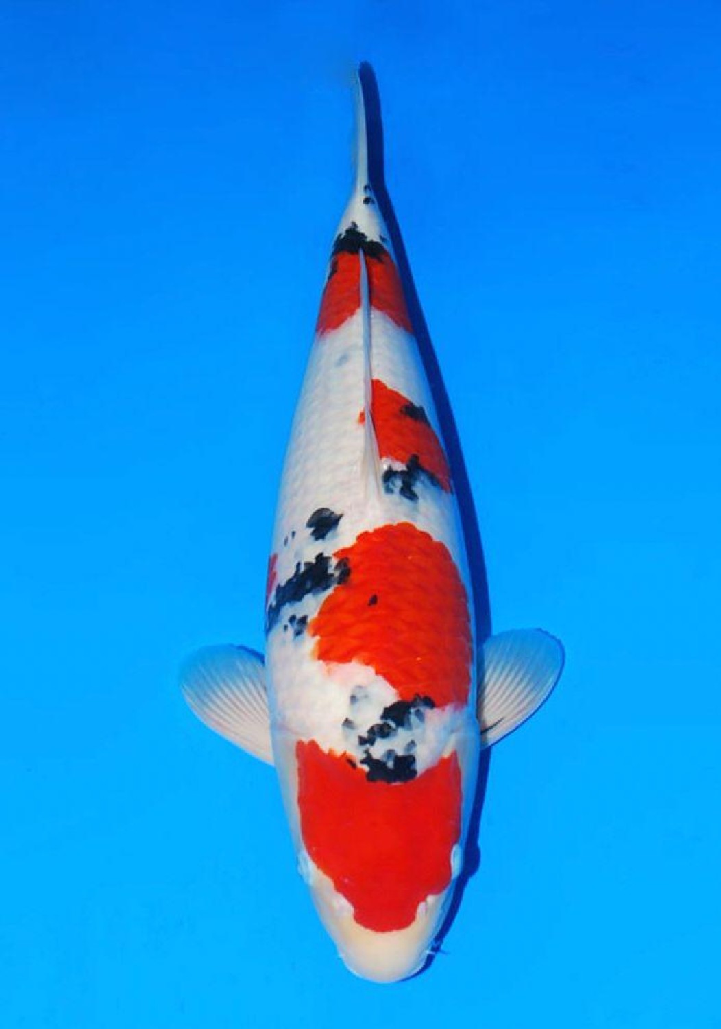 Juara 1