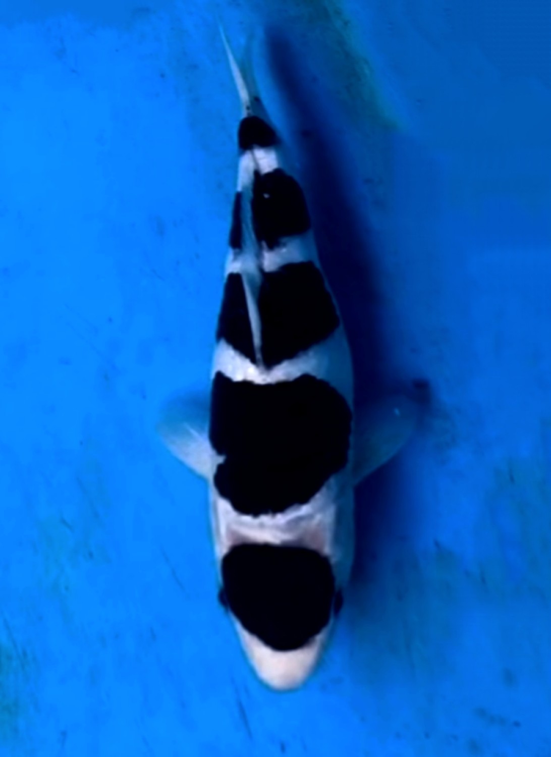 Juara 2