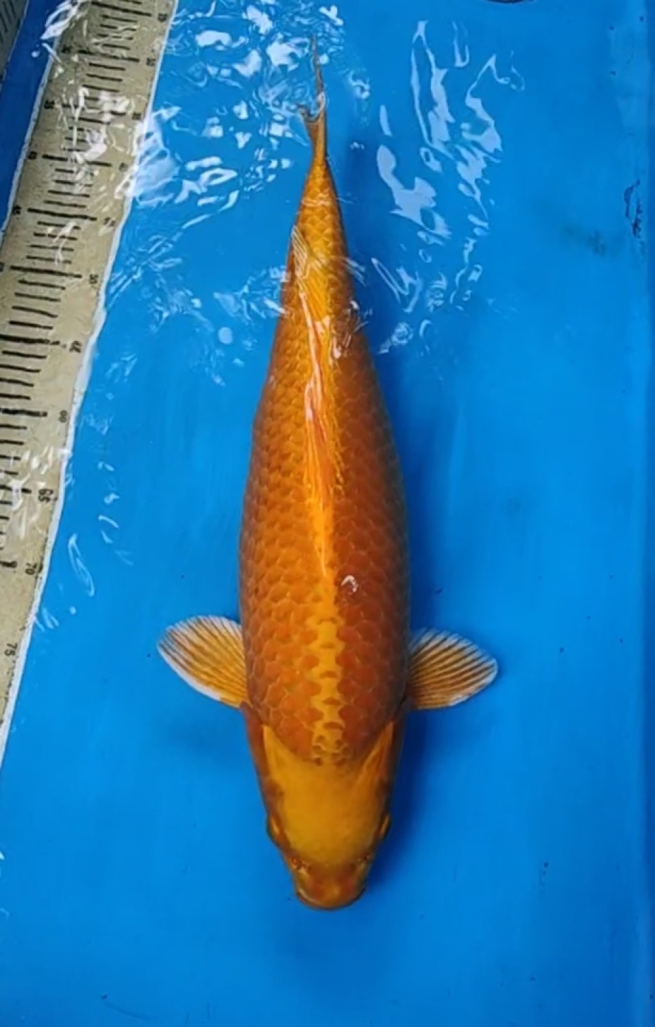 Juara 5