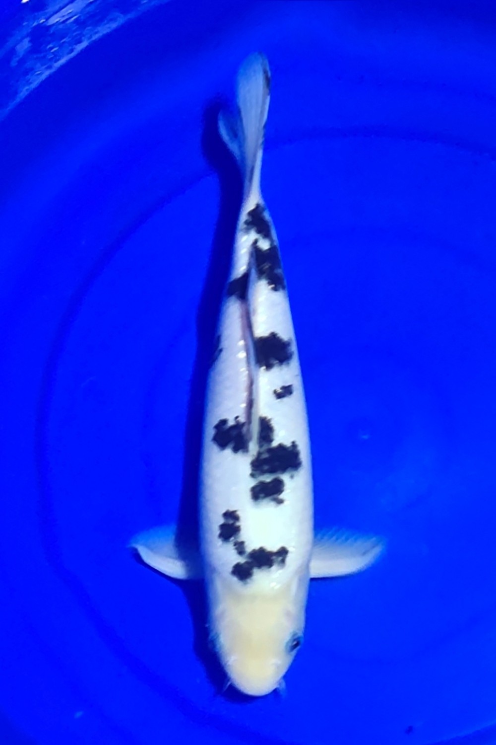 Juara 4