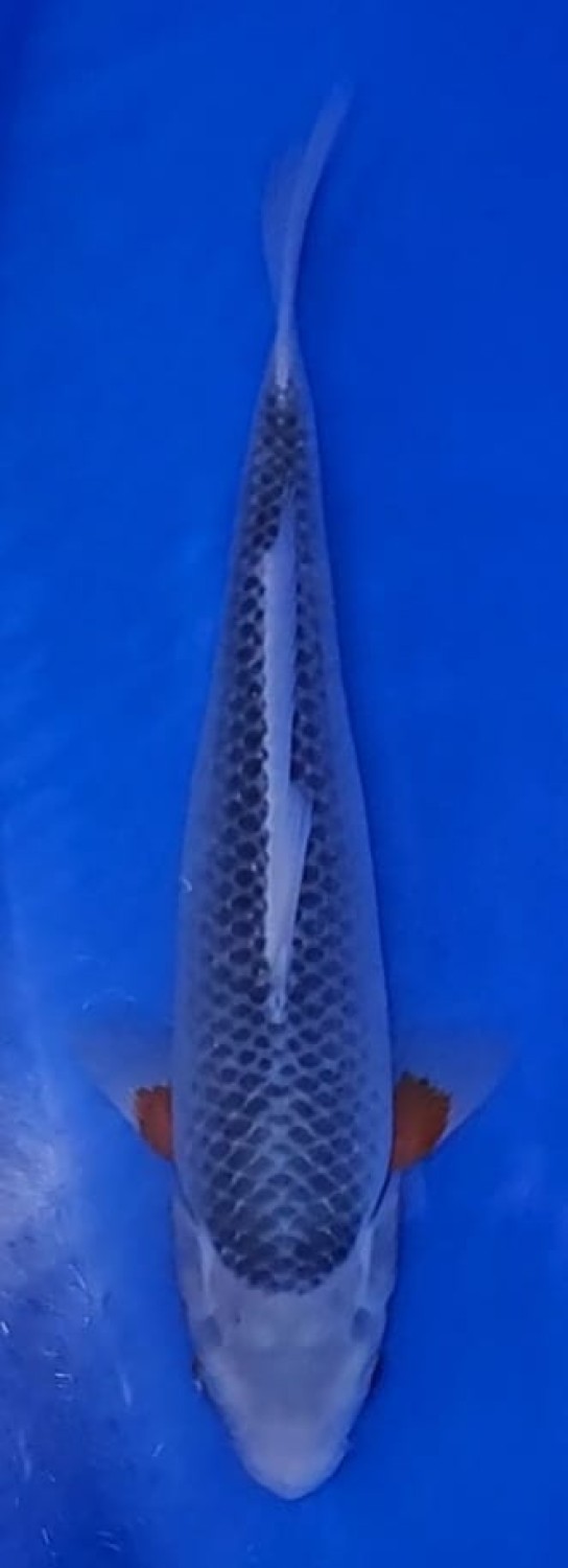 Juara 1