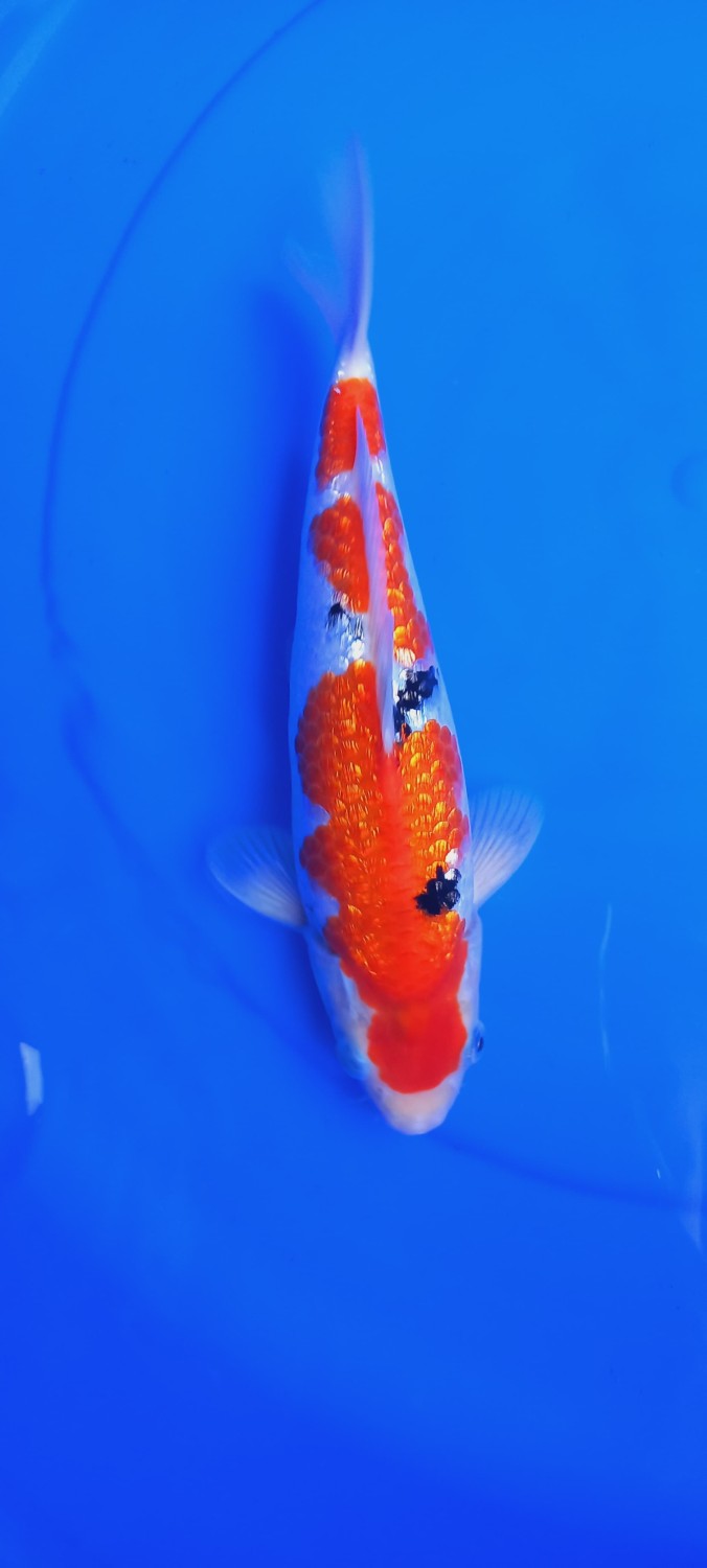 Juara 2