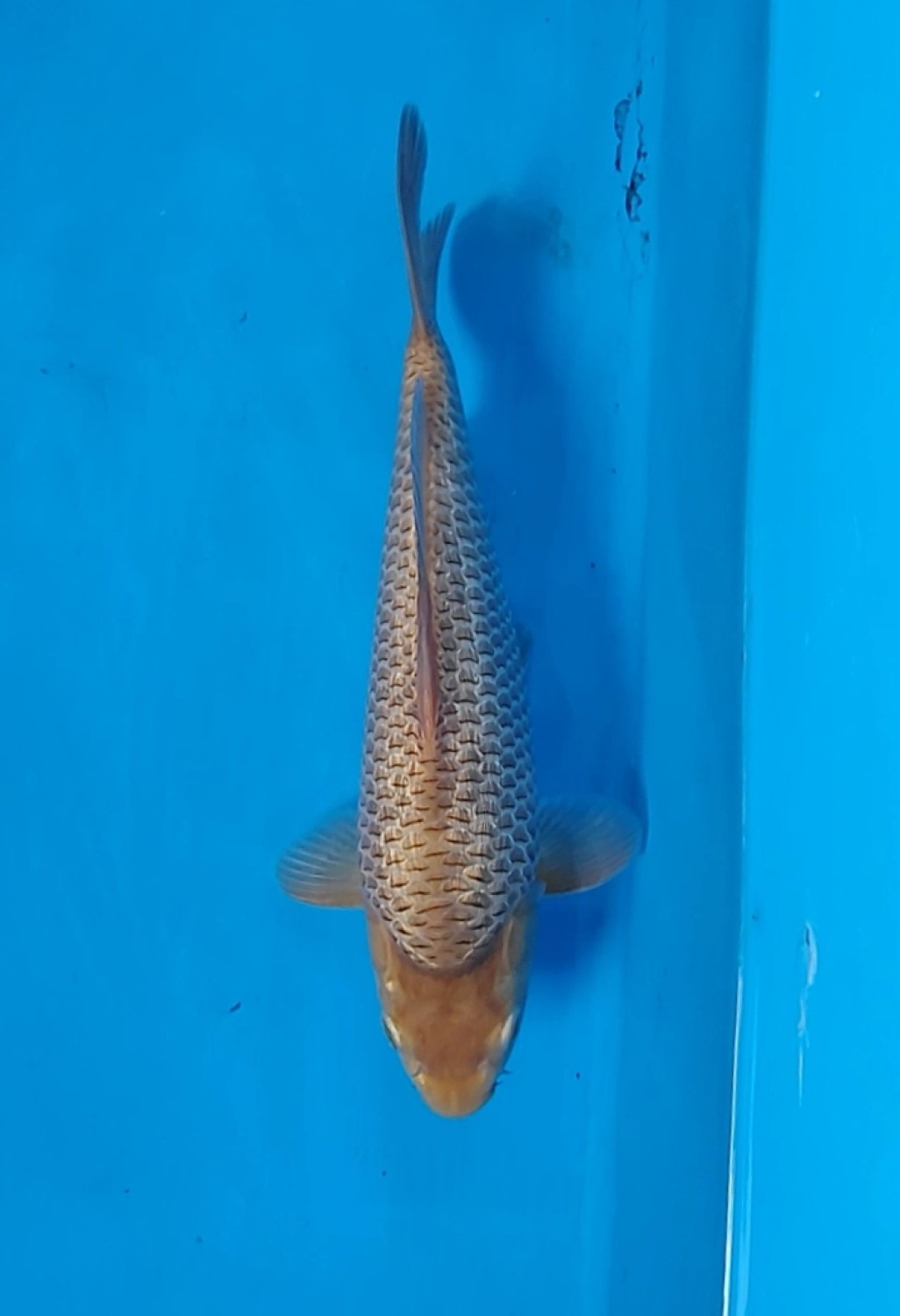 Juara 4