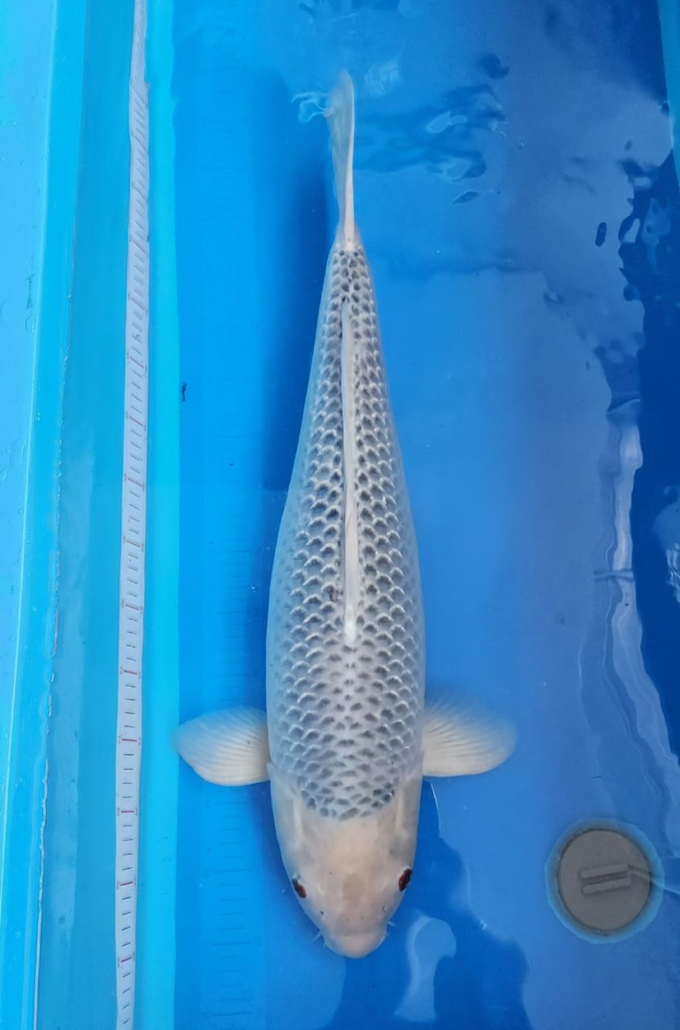 Juara 2