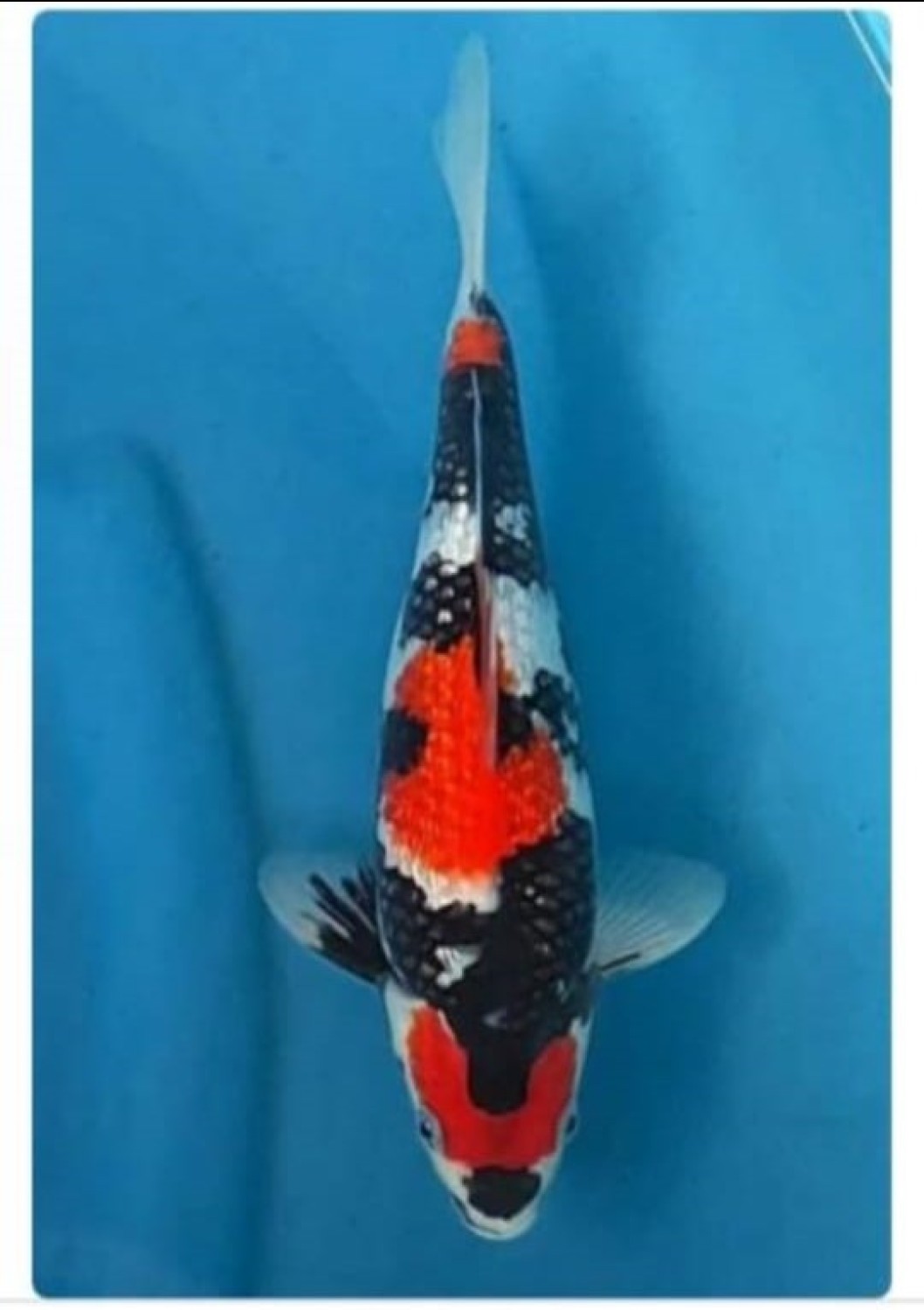 B. Melati Prize 21 - 25 cm