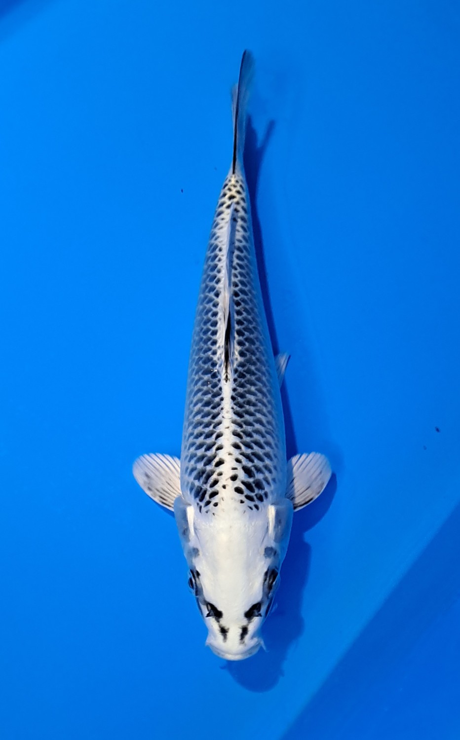 Juara 5