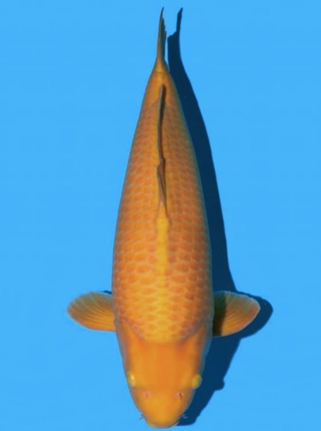 Juara 2