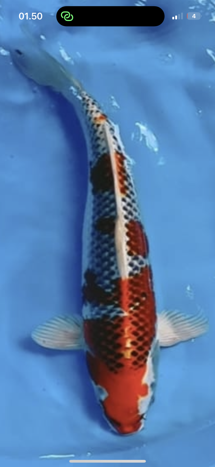 Juara 3