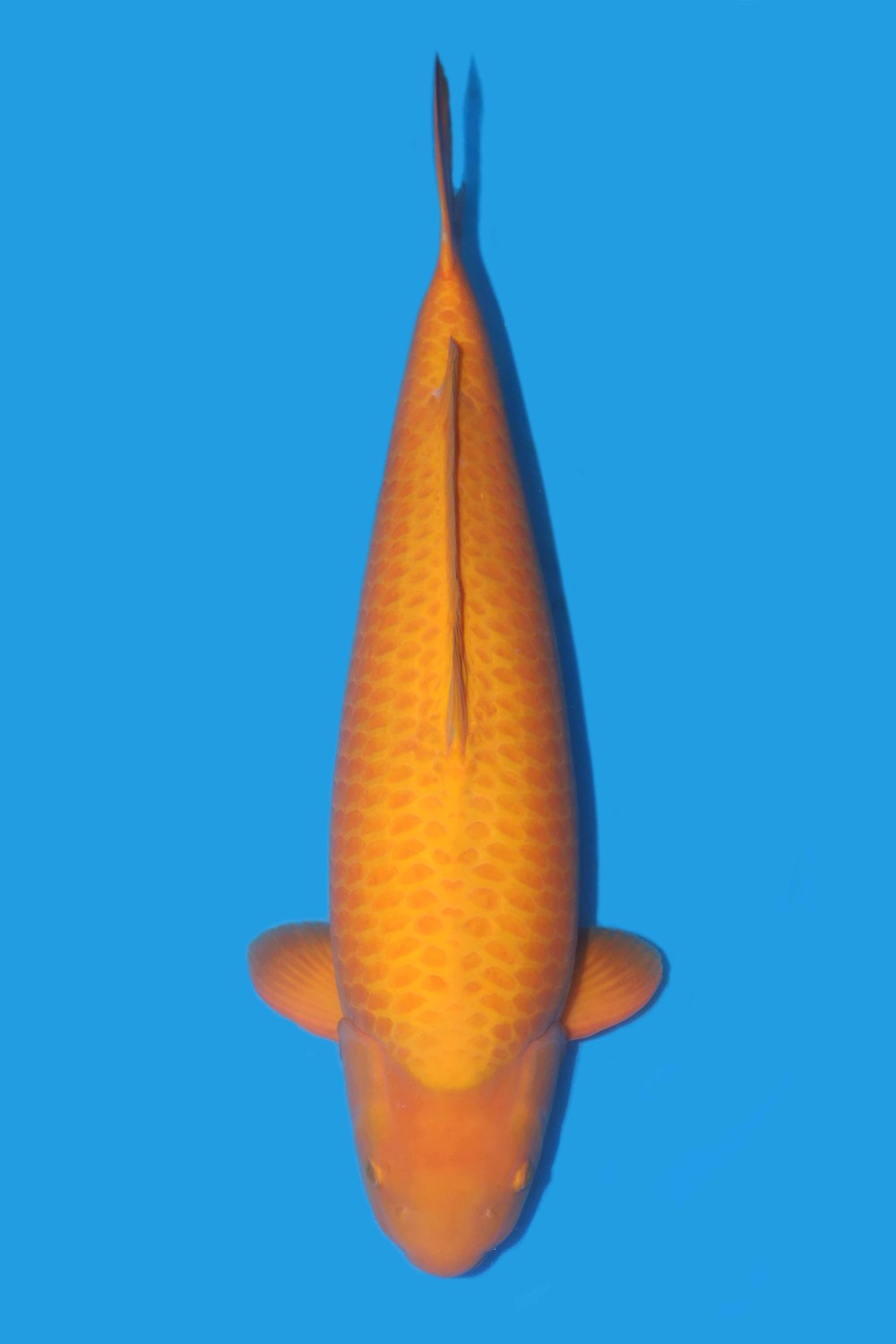 Juara 1