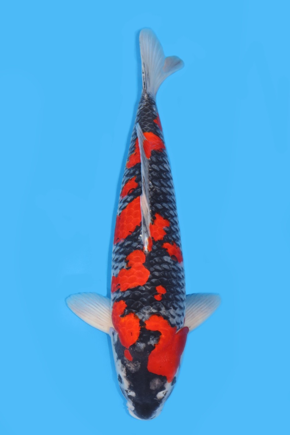 Juara 1